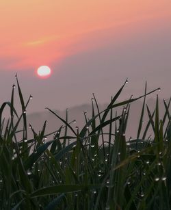 Close-up of grass growing on field against sky during sunset