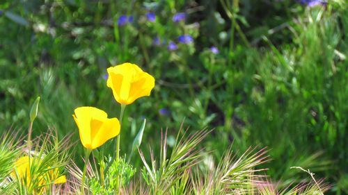 Close-up of yellow flowering plant on field