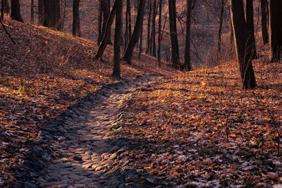 Trees growing in forest during autumn