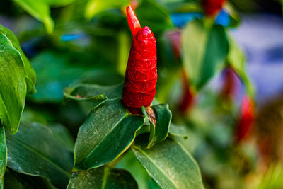 Close-up of red chili peppers on plant