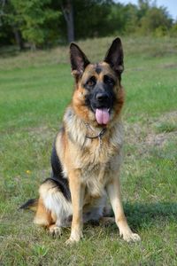 Portrait of dog on field