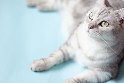 Close-up portrait of a cat