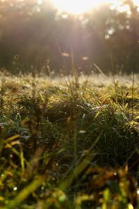 Close-up of plants against blurred background