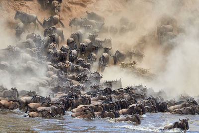 Wildebeest crossing the mara river during the annual great migration.