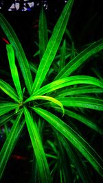 Close-up of fresh green grass