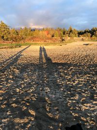 Shadow of trees on field against sky