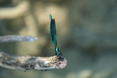 Close-up of dragonfly