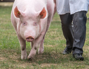 Low section of people standing in farm