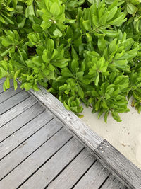 High angle view of bread on boardwalk