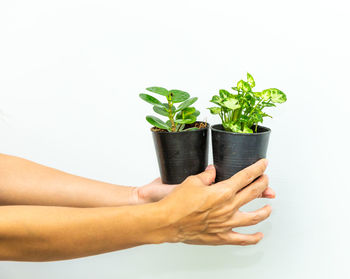 Midsection of woman holding potted plant against white background