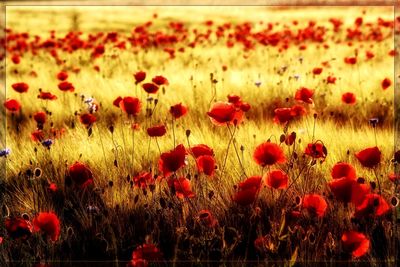 Close-up of poppy flowers growing in field