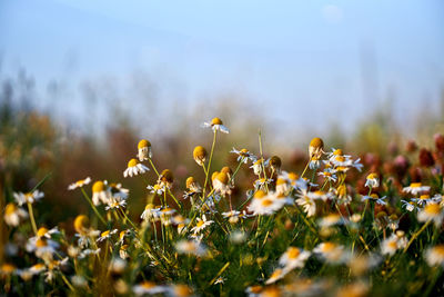 Close-up of yellow flowering plants on field