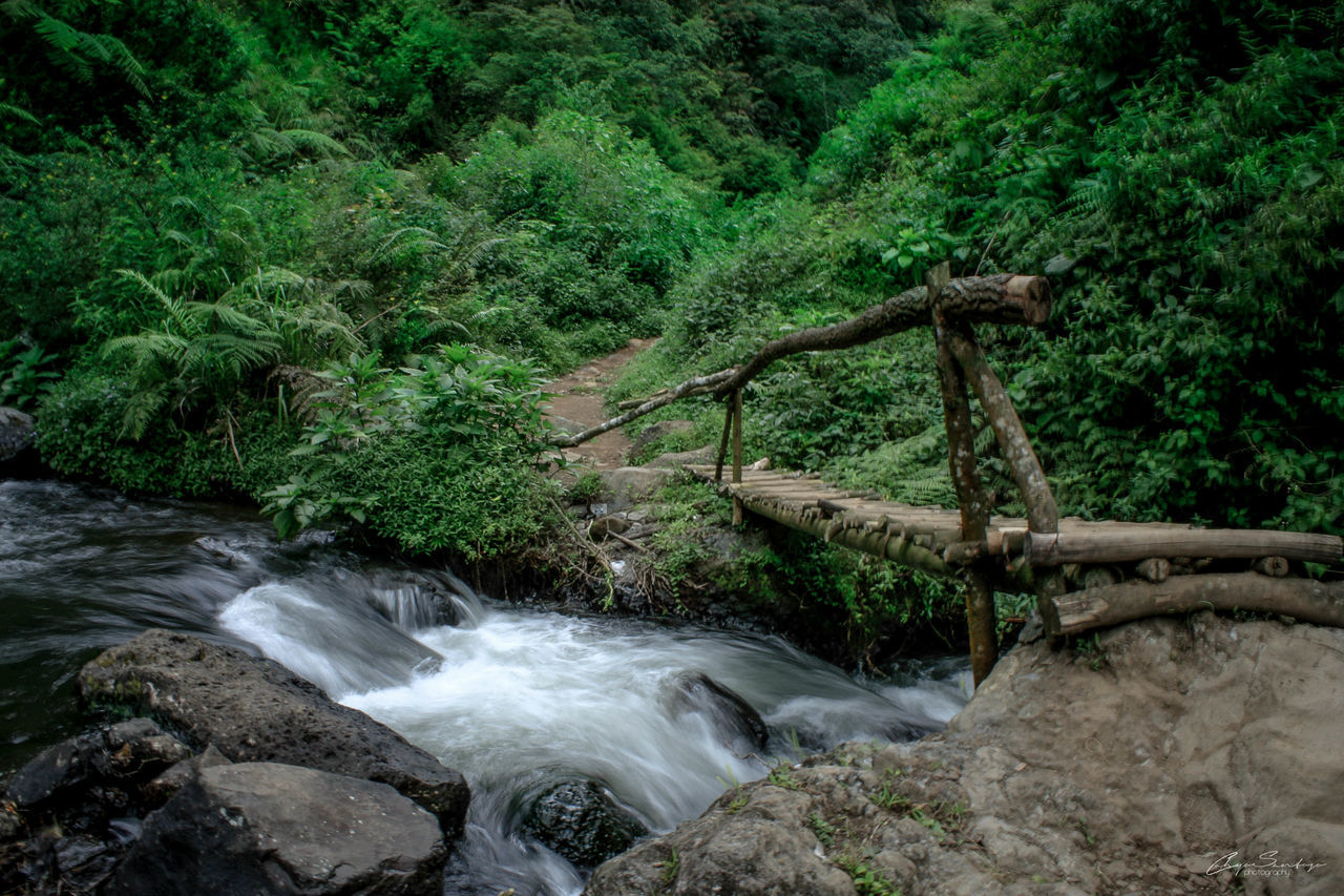 STREAM FLOWING IN FOREST