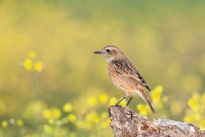 Close-up of bird perching on a plant