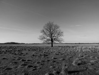 Bare trees on landscape