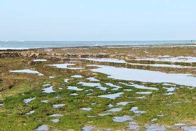 Scenic view of sea against clear sky