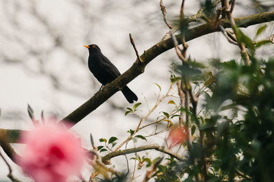 Bird on branch against blurred background