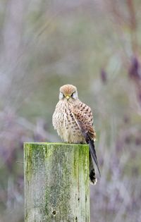 Close-up of kestrel bird perching on wooden post.