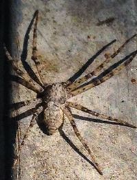 Close-up of spider