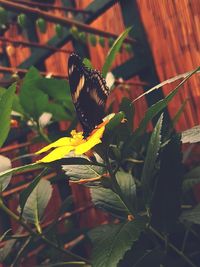 Close-up of butterfly pollinating on flower