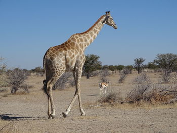 Giraffe standing on desert against clear sky