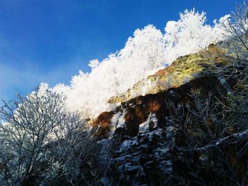 Close-up of frozen tree in winter