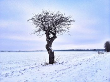 Bare trees on snow covered landscape