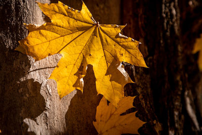 Close-up of yellow maple leaves on tree trunk