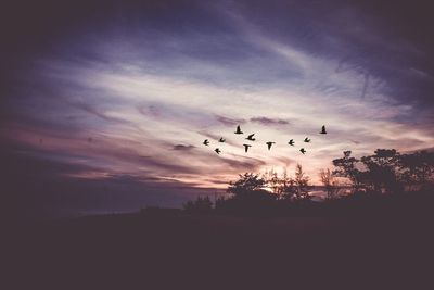 Silhouette birds flying against sky during sunset