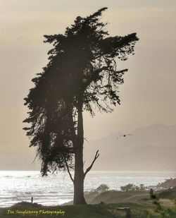 Tree on beach against sky