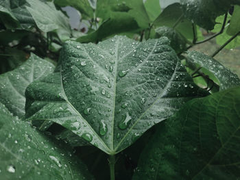 Close-up of wet leaves on rainy day