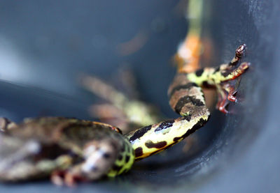 Close-up of insect on leaf