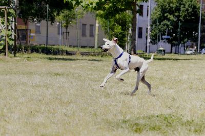 Dog running in field