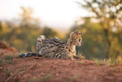 Cat lying on a land