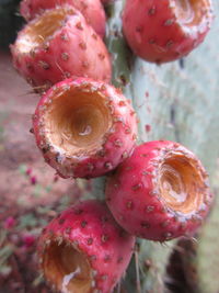 Close-up of strawberry