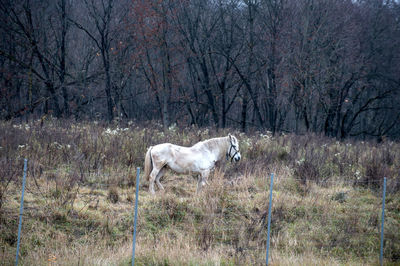 Horse in a field