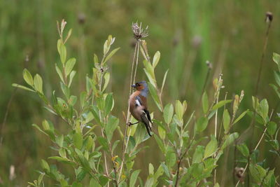 Chaffinch perching on a plant