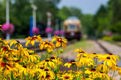 Close-up of yellow flowering plants