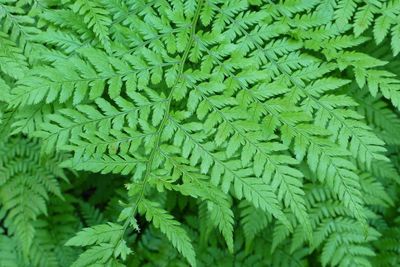 Close-up of leaves