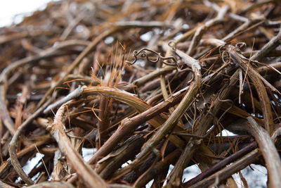 Close-up of dried plant on field