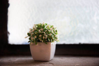 Close-up of potted plant on window sill