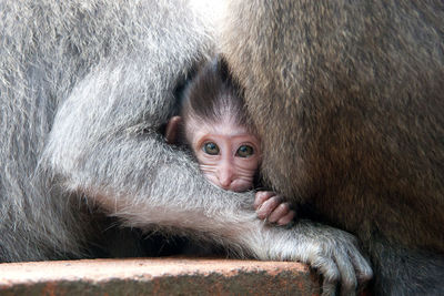 Close-up portrait of monkey