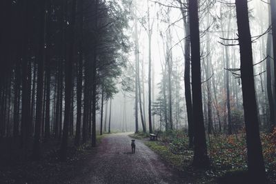 Dog on empty road in forest during foggy weather