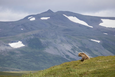 Brown bear in lush greenery with amazing mountain range in the background.