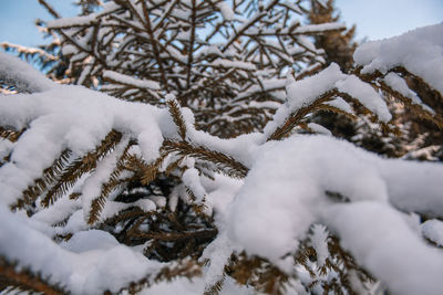 Close-up of snow covered tree