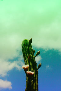 Cactus plant against sky