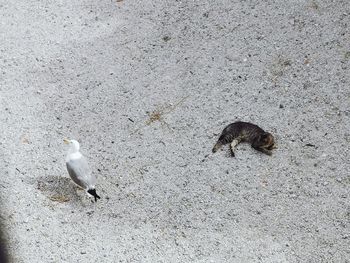 High angle view of birds perching on land