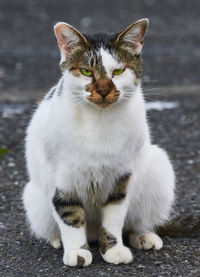 Close-up of cat