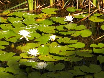 High angle view of lotus water lily in pond