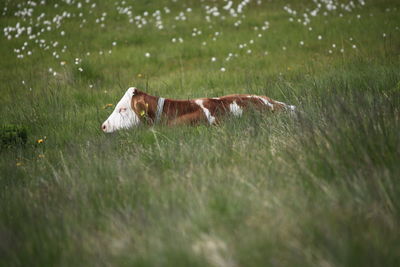 View of a dog running on field